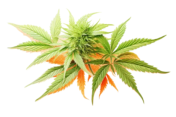 In unterschiedlichen Farben leuchtet eine Cannabispflanze.