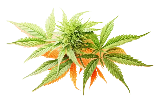 Helles Grün und bunte Farben für Cannabisblätter und Cannabisblüte In unterschiedlichen Farben leuchtet eine Cannabispflanze.